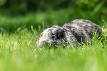 A dwarf rabbit cowering in the grass of a meadow