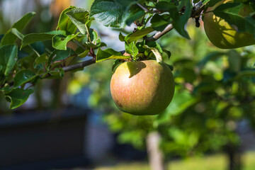 Beautiful view of apple tree. Healthy food concept. Beautiful nature background. Sweden.