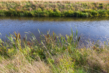 Beautiful nature landscape background view.  Green plants on river coast. Warm summer day. Sweden. 