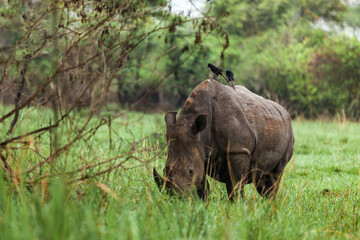 Rhino is grazing with birds sitting on his back. Ziwa Rhino Sanctuary, Uganda