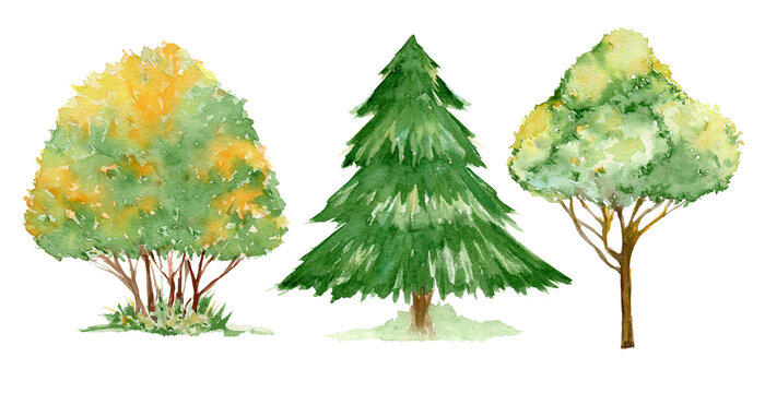 Trees and spruce, colorful leaves, watercolor set, trees, on an isolated background.