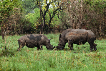Two rhinos standing in front of each other in Ziwa Rhino Sanctuary, Uganda