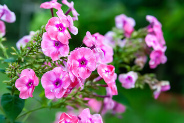 Phlox flowers. Beautiful large flowers of pink phlox in the blurry vegetation background with bokeh effect. Garden autumn flowers. Selective soft focus.