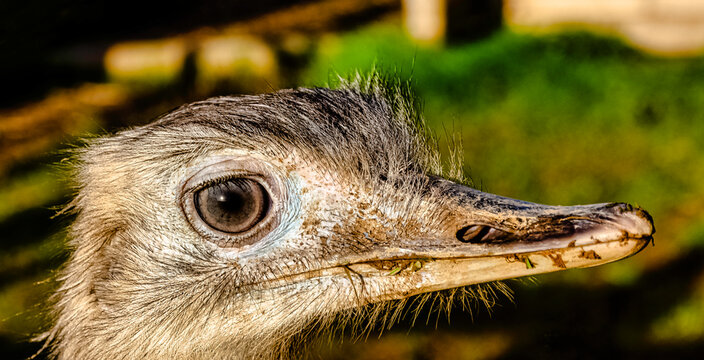 Rhea known as nandu - South American ostrich