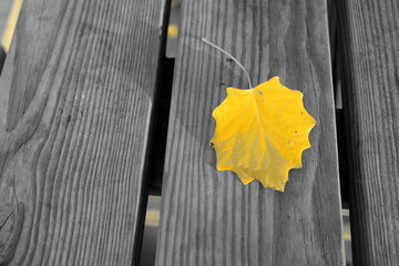 A yellow leaf on the board.