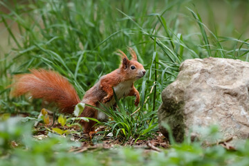 Close-up portrait of red squirrel in natural environment. Eurasian red squirrel, Sciurus vulgaris.
