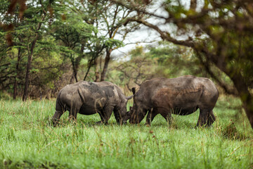 Obraz premium Rhinos confronting each other in Ziwa Rhino Sanctuary, Uganda
