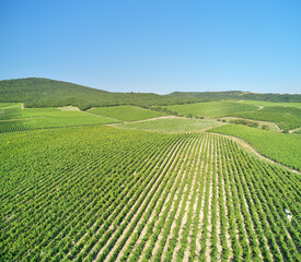 Mountain Vineyard daylight.