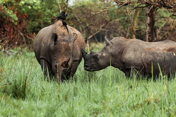 Rhino is grazing with birds sitting on his back. Another rhino is standing nearby. Ziwa Rhino Sanctuary, Uganda