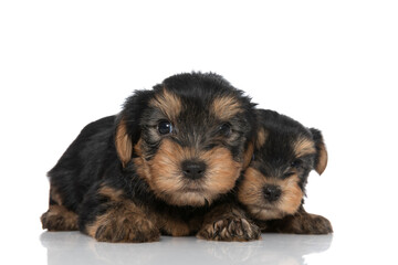 two yorkshire terrier cubs laying down and snuggling