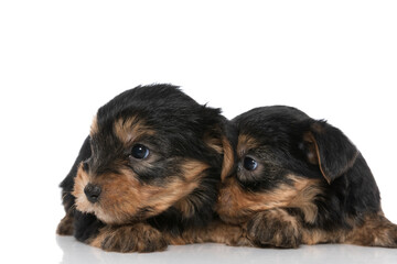 two yorkshire terrier dogs cuddling each other