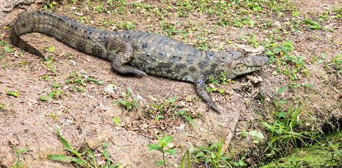 Alligator from Brazil on the riverbank.