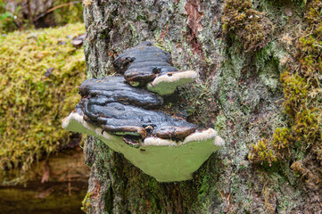 Wilderness as Earth Intended