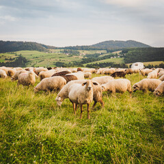 Obraz premium Herd of sheep on beautiful mountain meadow. Grywałd, Pieniny, Poland.