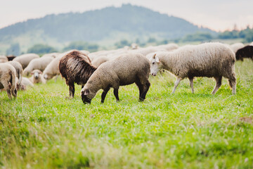 Obraz premium Herd of sheep on beautiful mountain meadow. Grywałd, Pieniny, Poland.