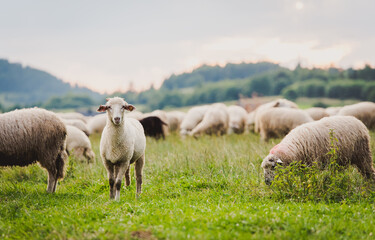 Obraz premium Herd of sheep on beautiful mountain meadow. Grywałd, Pieniny, Poland.