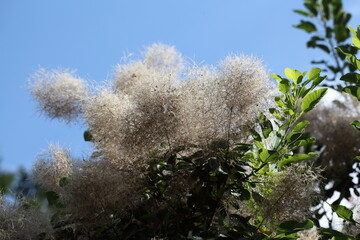 Per&uuml;ckenstrauch