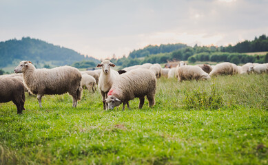 Herd of sheep on beautiful mountain meadow. Grywałd, Pieniny, Poland.