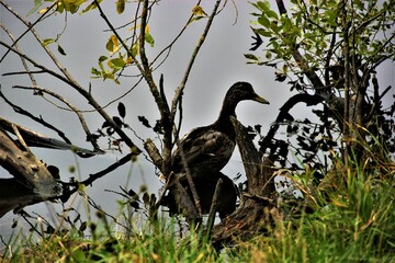 vulture on a tree