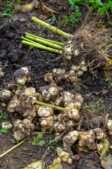 The Jerusalem artichoke harvest. Autumn organic vegetable garden.