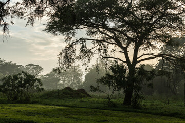 Early morning in the jungle of the Ziwa Rhino Sanctuary, Uganda