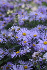 Aster