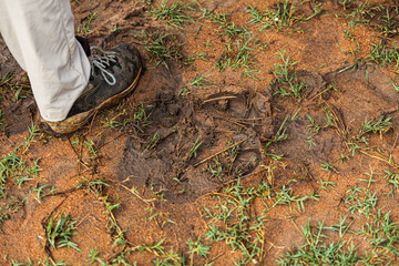 Footprint of a rhino. Ziwa Rhino Sanctuary, Uganda