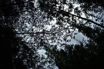 Fototapeta premium sun and trees
