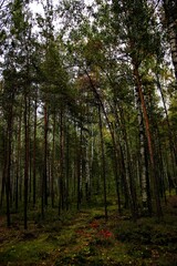 forest in autumn