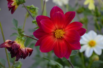 Annual dahlias of the Mignon group in the summer garden.