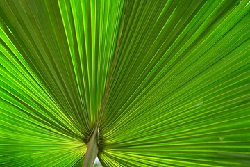 Chinese fan palm or Livistona chinensis