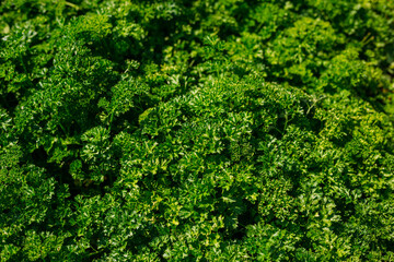 Curly Parsley grows in the garden. Spicy herb Petroselinum crispum for nutrition, use in alternative medicine and cosmetology, green background