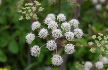 Bonitas florecillas blancas sobre fondo verde de verano