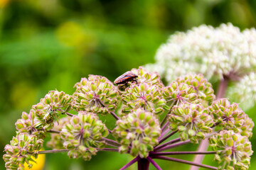 Insecto paseando sobre florecitas verdes y lilas