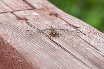 A dragonfly resting on a painted wooden railing.
