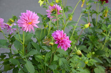 Annual dahlias of the Mignon group in the summer garden.