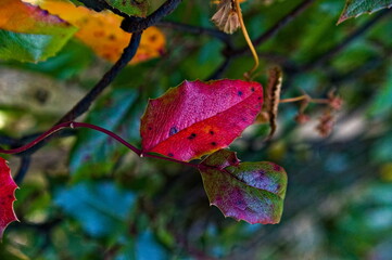 Czerwony listek ostrokrzewu.
