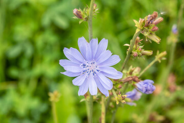 Blooming chicory flower on a natural background of green foliage.