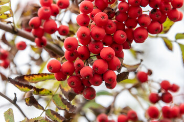 Close-up of bunches of ripe red rowan berries.