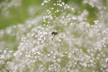 tumbleweed