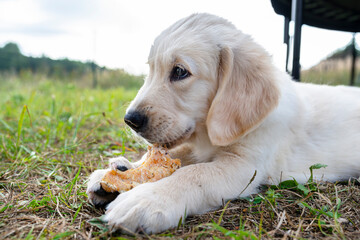 Male golden retriever dog eats a bone from pressed chicken bones outdoors lying in the grass.