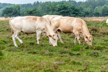 Fotobehang two white cow grazes on the grass on the Gorsselse heide © Michael Verbeek
