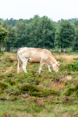 Obraz premium white cow grazes on the grass on the Gorsselse heide