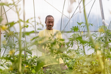 Worker removing tomato plants side shoots in Hydroponic farm in Nevis, West Indies