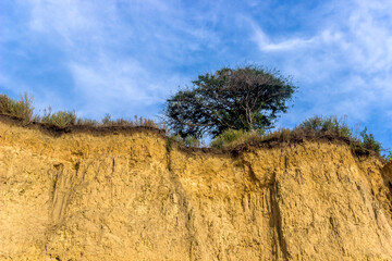 a lonely tree on the sandstone cliff