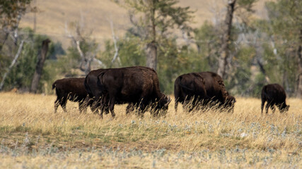 Bison Grazing in Grass FIeld