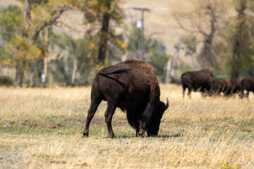 Buffalo in Bozeman, MT