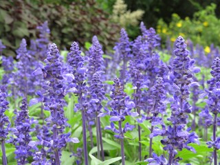 lavender flowers in a garden