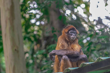 Chimpancé en su vida cotidiana 