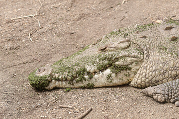 Cocodrilo descansando en entorno natural